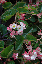 Braveheart Rose Bicolor Begonia (Begonia 'Braveheart Rose Bicolor') at Lakeshore Garden Centres
