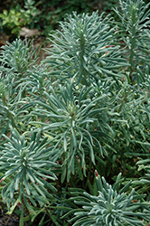 Shorty Evergreen Spurge (Euphorbia characias 'Shorty') at Stonegate Gardens