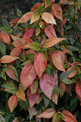 Inferno Copper Plant (Acalypha wilkesiana 'Inferno') at A Very Successful Garden Center