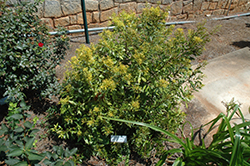 Pat's Gold Southern Wax Myrtle (Myrica cerifera 'Pat's Gold') at A Very Successful Garden Center