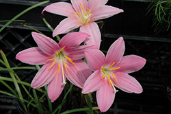 Pink Rain Lily (Zephyranthes rosea) at A Very Successful Garden Center
