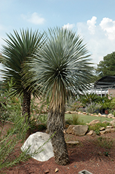 Beaked Yucca (tree form) (Yucca rostrata (tree form)) at A Very Successful Garden Center