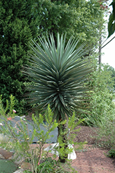 Spanish Bayonet (tree form) (Yucca aloifolia (tree form)) at A Very Successful Garden Center