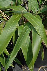 Giant Leaf Bamboo (Indocalamus tessellatus) at Stonegate Gardens