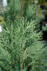MacNab Cypress (Cupressus macnabiana) at A Very Successful Garden Center