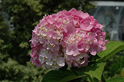 Dear Dolores Hydrangea (Hydrangea macrophylla 'Wyatt LeFever') at A Very Successful Garden Center