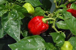 Carolina Reaper Ornamental Pepper (Capsicum chinense 'Carolina Reaper') at A Very Successful Garden Center