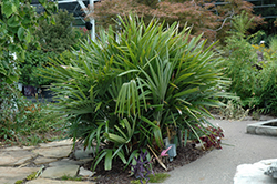 Needle Palm (Rhapidophyllum hystrix) at A Very Successful Garden Center