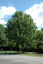 Overcup Oak (Quercus lyrata) at A Very Successful Garden Center