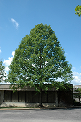 Nuttall's Oak (Quercus texana) at A Very Successful Garden Center