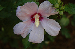 Bluebird Rose of Sharon (Hibiscus syriacus 'Bluebird') at A Very Successful Garden Center