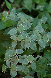 Hoary Mountain Mint (Pycnanthemum incanum) at Stonegate Gardens