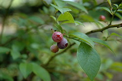 Onslow Rabbiteye Blueberry (Vaccinium ashei 'Onslow') at A Very Successful Garden Center