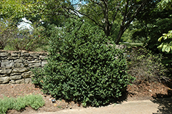 Bigleaf Boxwood (Buxus sempervirens 'Macrophylla') at A Very Successful Garden Center