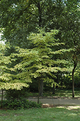 Autumn Gold Flowering Dogwood (Cornus florida 'Autumn Gold') at A Very Successful Garden Center