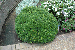 Compact Korean Boxwood (Buxus microphylla 'Compacta') at Stonegate Gardens