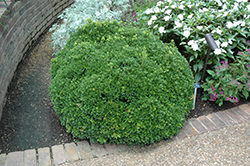 Compact Korean Boxwood (Buxus microphylla 'Compacta') at A Very Successful Garden Center