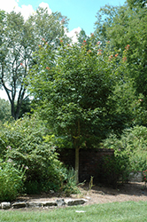 Henry's Maple (Acer henryi) at Stonegate Gardens
