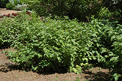 Yellow Twig Dogwood (Cornus sanguinea 'Viridissima') at A Very Successful Garden Center