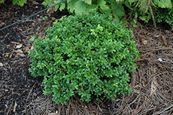Green Pillow Boxwood (Buxus microphylla 'Green Pillow') at A Very Successful Garden Center