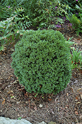 Justin Brouwers Boxwood (Buxus sinica 'Justin Brouwers') at A Very Successful Garden Center