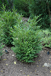 Jim's True Spreader Boxwood (Buxus microphylla 'Jim Stauffer') at A Very Successful Garden Center