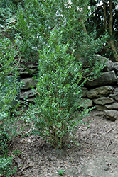 Fastigiata Boxwood (Buxus sempervirens 'Fastigiata') at A Very Successful Garden Center