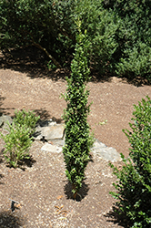 National Boxwood (Buxus sempervirens 'National') at A Very Successful Garden Center