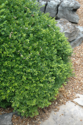 Kingsville Boxwood (Buxus microphylla 'Kingsville') at A Very Successful Garden Center