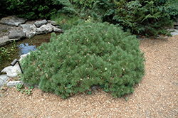 Tyrolean Mugo Pine (Pinus mugo 'Tyrolean') at A Very Successful Garden Center