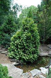 Compact Bronze Hinoki Cypress (Chamaecyparis obtusa 'Pygmaea Aurescens') at Stonegate Gardens