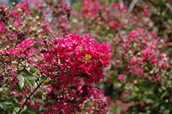 Baton Rouge Crapemyrtle (Lagerstroemia indica 'Baton Rouge') at A Very Successful Garden Center