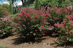 Baton Rouge Crapemyrtle (Lagerstroemia indica 'Baton Rouge') at A Very Successful Garden Center