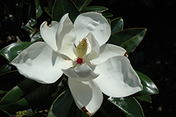 Victoria Magnolia (Magnolia grandiflora 'Victoria') at A Very Successful Garden Center