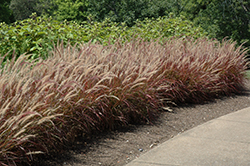 Purple Fountain Grass (Pennisetum setaceum 'Rubrum') at Stonegate Gardens
