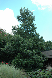 Aiken County Sweetbay Magnolia (Magnolia virginiana 'Aiken County') at Stonegate Gardens