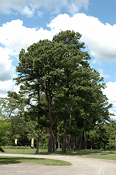 Austrian Pine (Pinus nigra) at The Mustard Seed