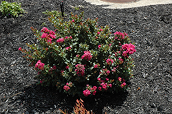 Berry Dazzle Crapemyrtle (Lagerstroemia indica 'Berry Dazzle') at Lakeshore Garden Centres