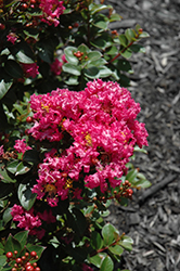 Berry Dazzle Crapemyrtle (Lagerstroemia indica 'Berry Dazzle') at Lakeshore Garden Centres
