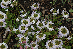 Fairy White Fan Flower (Scaevola aemula 'KLESC13596') at A Very Successful Garden Center