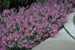 AngelMist Spreading Pink Angelonia (Angelonia angustifolia 'Balangspini') at Lakeshore Garden Centres