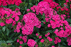 Jolt Pink Hybrid Pinks (Dianthus 'Jolt Pink') at A Very Successful Garden Center
