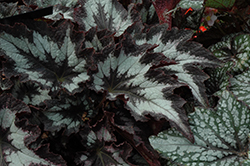 Jurassic Silver Point Begonia (Begonia 'Jurassic Silver Point') at Lakeshore Garden Centres