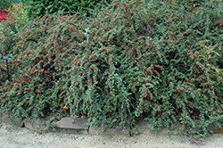 Cranberry Cotoneaster (Cotoneaster apiculatus) at A Very Successful Garden Center