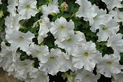 Pretty Flora White Petunia (Petunia 'Pretty Flora White') at A Very Successful Garden Center