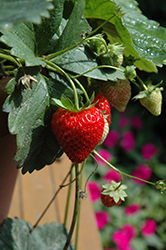 Cupido Strawberry (Fragaria 'Cupido') at A Very Successful Garden Center