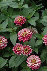 UpTown Frosted Strawberry Zinnia (Zinnia 'UpTown Frosted Strawberry') at A Very Successful Garden Center