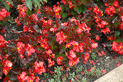 BabyWing Red Begonia (Begonia 'BabyWing Red') at Lakeshore Garden Centres