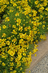 Dakota Gold Sneezeweed (Helenium amarum 'Dakota Gold') at Lakeshore Garden Centres