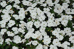 SunPatiens Compact White Impatiens (Impatiens 'SakimP027') at A Very Successful Garden Center